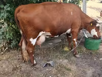 Krowa, Russian Black pied cattle — zdjęcie 2