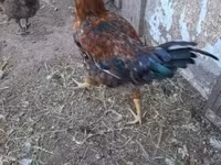 Chickens — foto 8