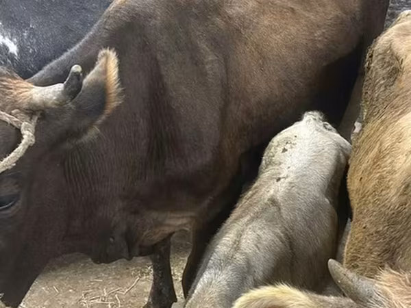 Cow, Ukrainian Brown Dairy Cattle