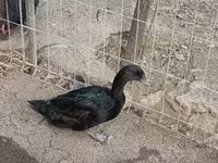 كايوغا — الصورة 1
