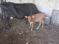 Vacă, Bovine — foto 3