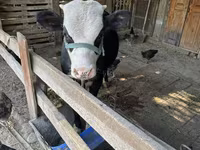 Skot (série, pohlaví neuvedeno), Kazachská bílá hlava kráva — foto 3