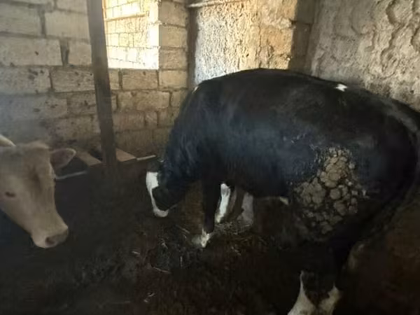 Lembu jantan, Red-spotted breed