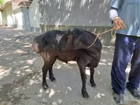 Kambing jantan, Sheep — foto 4