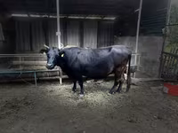 Krowa, Swiss cattle — zdjęcie 4