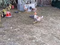 Chickens — รูปภาพ 8