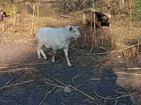Billy Goat, Goats — photo 2