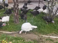 Turkeys — 2-сурет