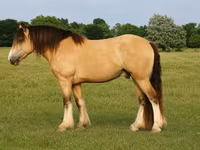 Hingst, Gypsy horse — foto 1