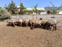 قوچ, Arashan sheep — عکس 1