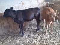 Կով, Խոշոր եղջերավոր — լուսանկար 1