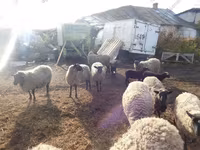 Får, Romanov sheep — foto 5