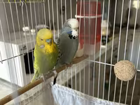 Təmiz qan Çex tutuquşuları satılır 🦜 Quşlar çox sağlam, aktiv və — zdjęcie 5