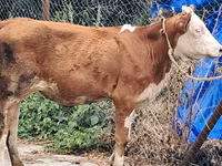 Ko, Simmental cattle — foto 6