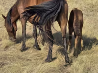 Kobyła, Kazakh horse — zdjęcie 6