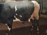 Býk, Simmental cattle — foto 2