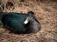 Chickens — foto 3
