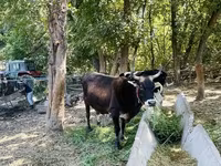 گائے, Russian Black pied cattle — تصویر 7