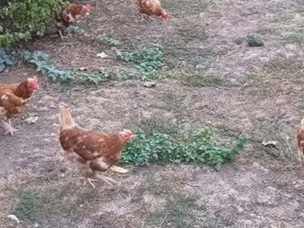 Chickens