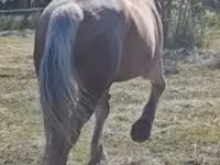Kuda betina, Horses — foto 1