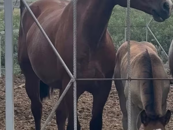 Faras dhaddig, Percheron