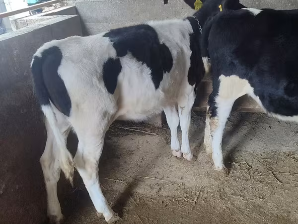 Lembu betina, Russian Black pied cattle