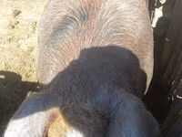Eber, Schweine — Foto 4