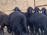 Vædder, Blackheaded Persian sheep — foto 5
