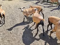 Ovce (šarže, pohlaví neuvedeno), Cameroon sheep — foto 1