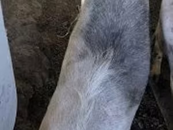 Koza, Козе