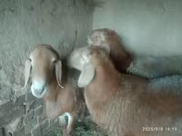 Får, Edilbay sheep — foto 3