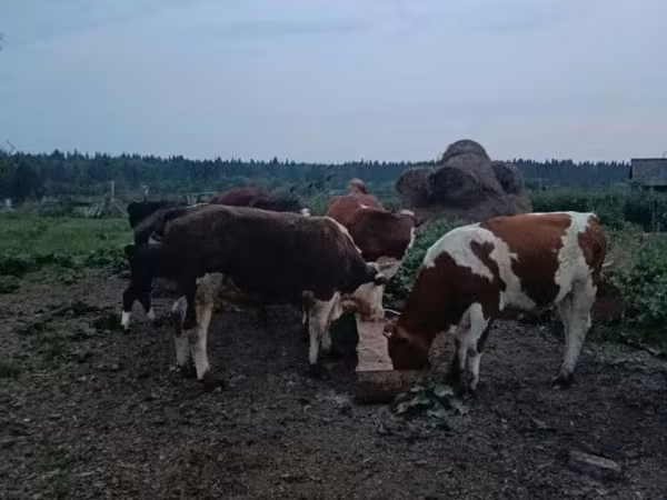 Cow, Hereford