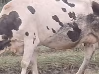 Mucca, Russian Black pied cattle — foto 2