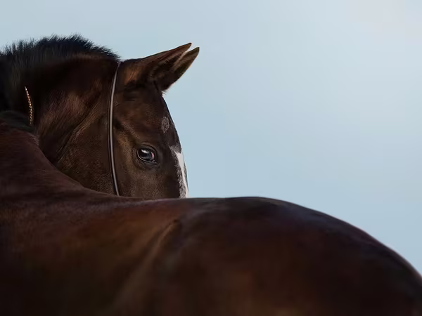 Kanca, Akhal-Teke