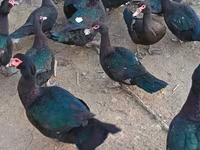 Ducks — fotografija 4