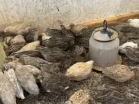 Quails — фото 1