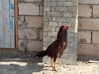 Chickens — عکس 1