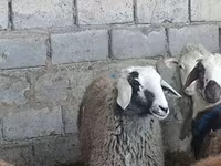 میش, Tian-Shan semifinewool sheep — عکس 6