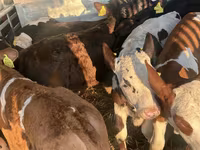 牛（ロット、性別未指定）, Russian Black pied cattle — 写真 2