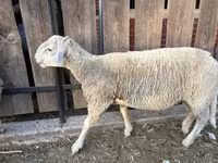 Carneiro, Merino sheep — foto 1