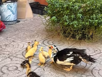 domácí kachna pižmová — foto 2