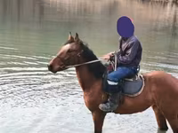 مادیان, اسب — عکس 1