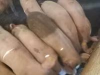 Eber, Schweine — Foto 4