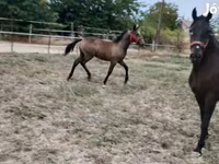 Азаргагүй морь, Lipizzaner — 5 зураг