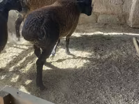 公羊, Rhon sheep — 照片 6