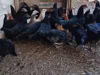 Chickens — الصورة 3