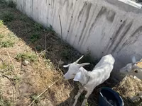 بکری, Saanen goat — تصویر 4