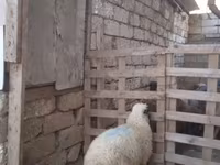 قوچ, گوسفند — عکس 3
