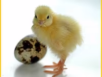 Quails — zdjęcie 2