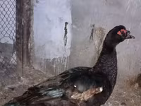 Ducks — foto 8